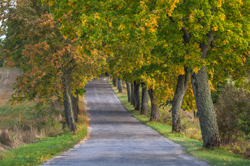Fototapeta na wymiar Beautiful romantic autumn alley colorful trees and sunlight