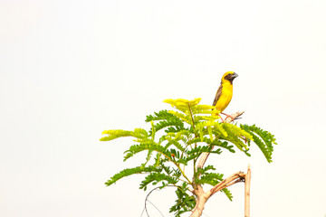 Asian Golden Weaver in nature background