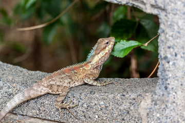Caméléon
Caméléon à l'île de la Réunion