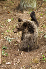 Niedźwiadek © Aruru