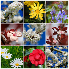 Collage di fiori