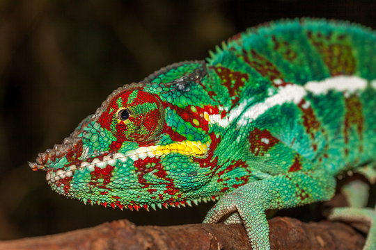 Caméléon Panthère
Caméléon Panthère mâle de la Réunion