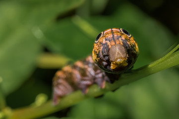 Caterpillar of Hawk moth