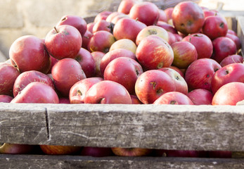 Group of red apples in a wooden box