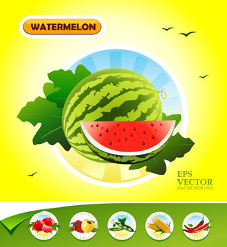 Vector vegetables. Watermelon