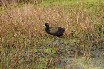 Bronze-winged Jacana bird