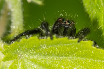 Jumping Spider from India