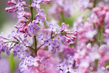 a floral background of violet lilac