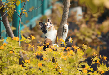 cute little kitten playing in the autumn garden on the tree