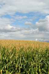 Corn Field