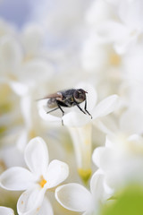 little black fly sitting on white flowers of lilac