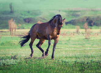 Brown horse runs across the bright green field