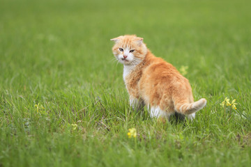 beautiful red cat with a funny face walking on the green grass