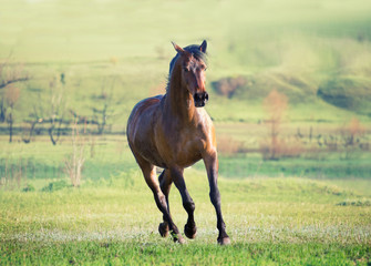 Brown horse runs across the bright green field