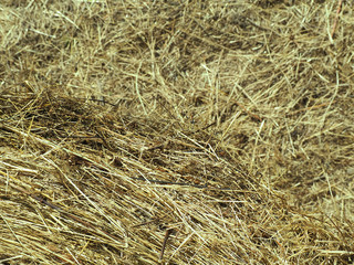 hay rolls close-up