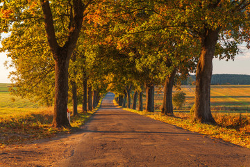 Beautiful romantic autumn alley colorful trees and sunlight
