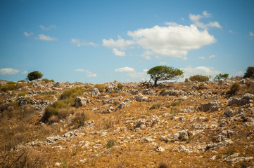 Fototapeta premium Olive trees on side of rocky hill