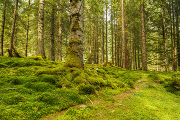 a pine forest with trees full of muscles