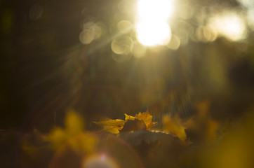 Fototapeta na wymiar Fall, autumn, leaves background with sunny beams at in the park, helios lens