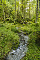 a mountain river that flows through a pine forest