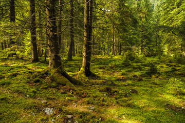 a pine forest with trees full of muscles