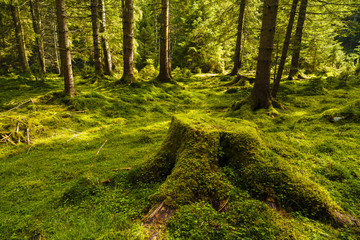 a pine forest with trees full of muscles