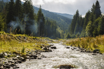 a mountain river that flows through a pine forest