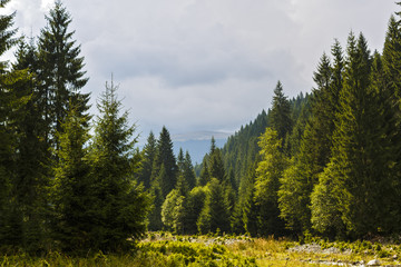 Fototapeta na wymiar a mountain river that flows through a pine forest
