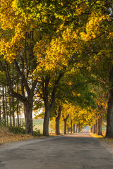Fototapeta premium Beautiful romantic autumn alley colorful trees and sunlight