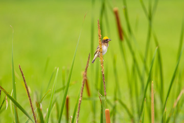 Streaked Weaver (Ploceus manyar)