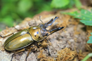 Golden stag beetle (Allotopus moellenkampi babai) in Myanmar
