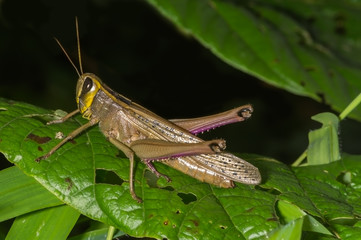 Grasshopper from India