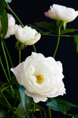 白いバラ