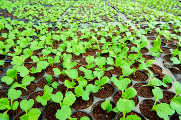 Closeup of small  saplings in pots.