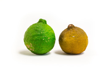 green and dry rot bergamot isolated on white.