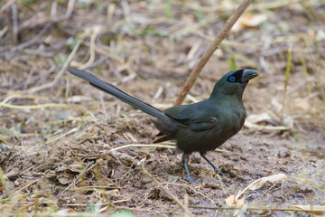 Racket-tailed Treepie.(Crypsirina temia)