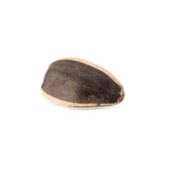 sun flower seed on white background
