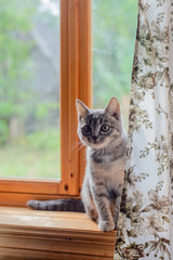 cat sits on windowsill