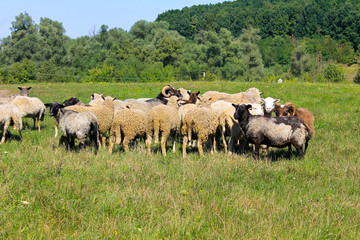 Flock of sheep