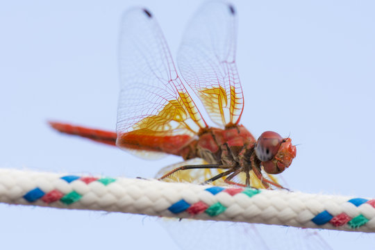 libelula en el campo, sobre una cuerda, sobre fondo de cielo azul