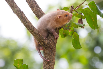 Lesser Bamboo Rat in nature