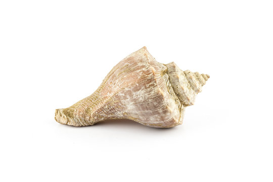 sea shell, Turbinella.