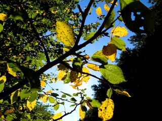 Yellow leaves on deciduous tree during autumn