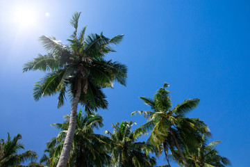 Fototapeta na wymiar Green palm tree