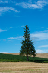 Fototapeta na wymiar 青空と松の木