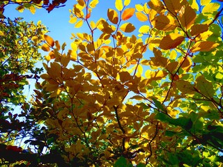 Yellow leaves on deciduous tree during autumn