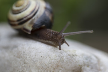 Small Snail “Helix Aspersa”