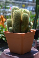Cactus plant in the pot
