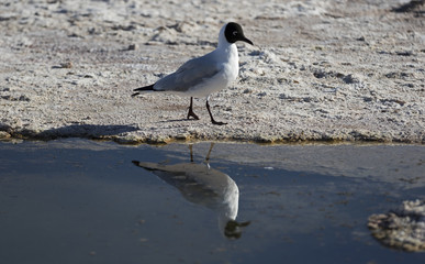 Black-headed gull - Chroicocephalus ridibundus / Black-headed gull in a salt lake at Atacama Desert, Chile
