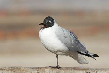 Black-headed gull - Chroicocephalus ridibundus / Black-headed gull at Geyser del Tatio, Chile
